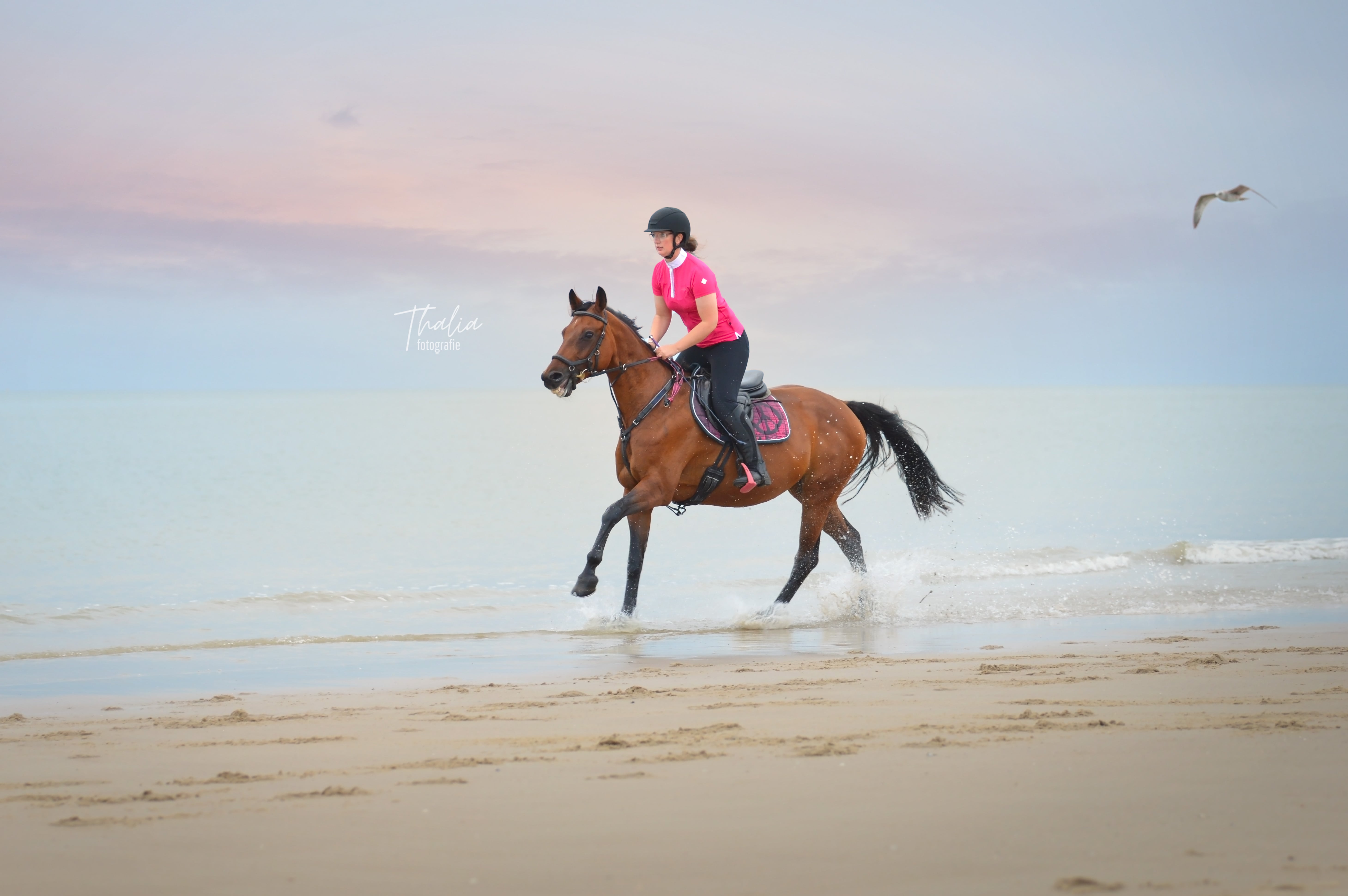 Foto van een galopperend paard op het strand in Vlissingen