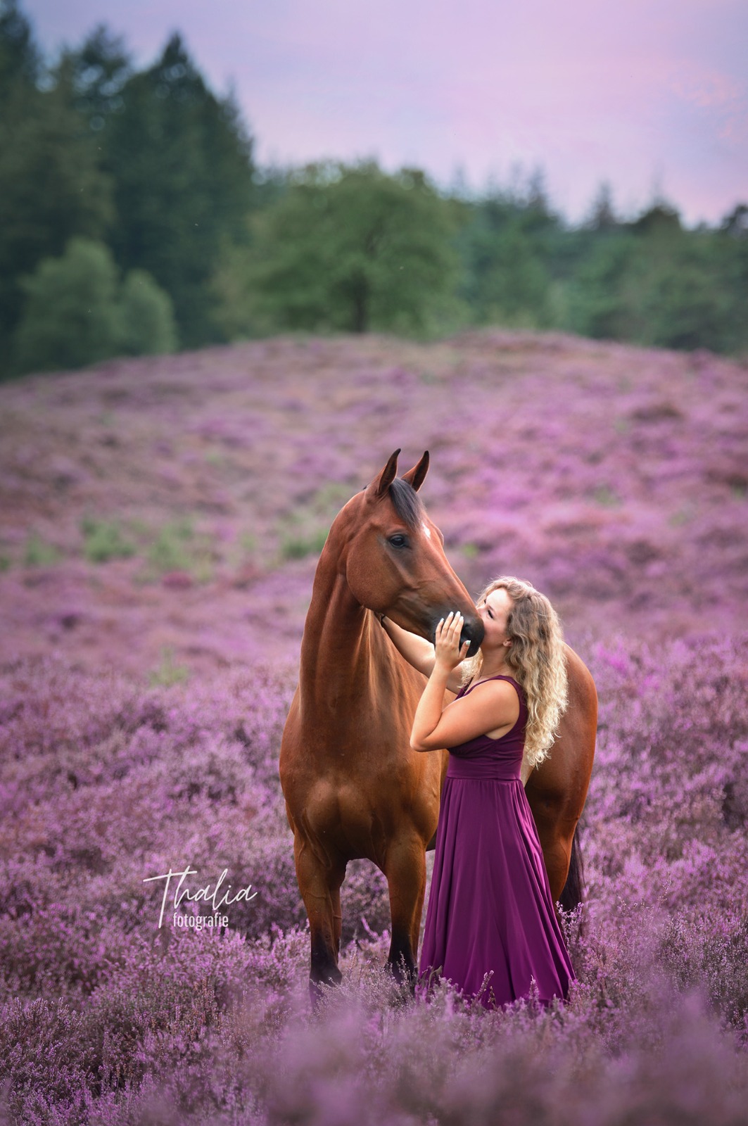 Een afbeelding van paardenfotografie op de heide
